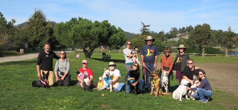 three-legged dog party san francisco